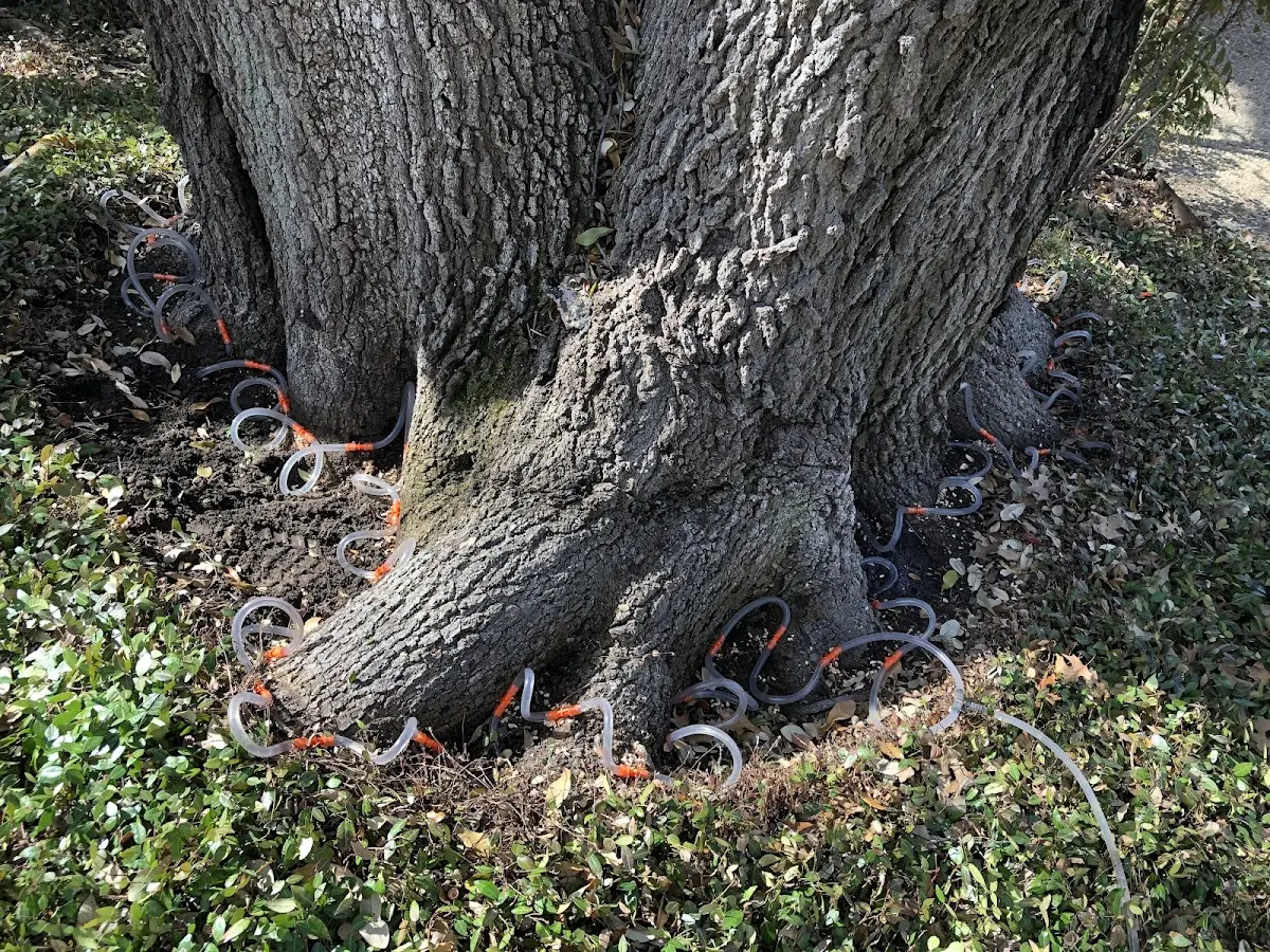Detailed Tree Cabling and Bracing job site in Willoughby