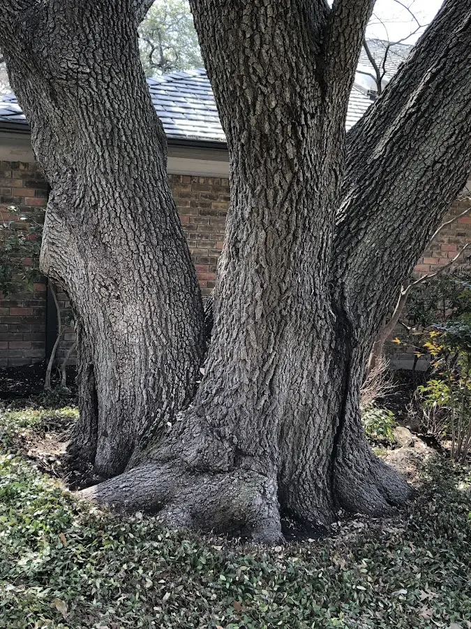 Mature heritage tree close to a Willoughby property cared for by certified arborists